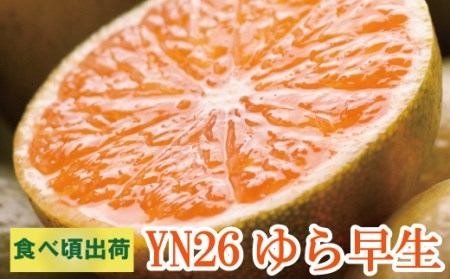家庭用有田みかんサイズ混合(2S〜2L)5kg+250g 10月より発送(極早生) [YN26・ゆら早生][わけあり・訳あり][ikd002B]