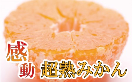 家庭用 超熟有田みかん1.5kg+45g(傷み補償分)[わけあり・訳あり][菊みかん入り][光センサー選別][ikd004B]