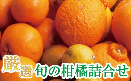 [1月より発送]厳選 柑橘詰合せ 7.5kg+250g(傷み補償分)[有田の春みかん詰め合わせ・フルーツ詰め合せ・オレンジつめあわせ][光センサー選別]/ 和歌山 おすすめ 果物 フルーツ 柑橘 ふるーつ みかん[ikd042D]