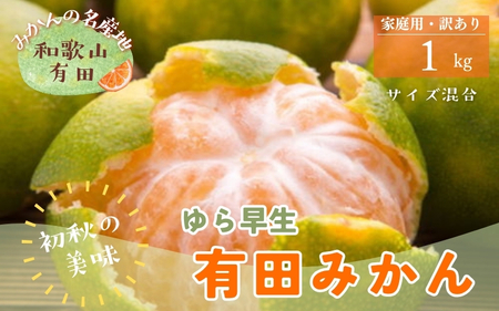 [初秋の美味]有田育ちのご家庭用訳ありゆら早生有田みかん 1kg[サイズ混合][2025年10月頃から順次発送予定] ※北海道・沖縄・離島配送不可[ard052C]