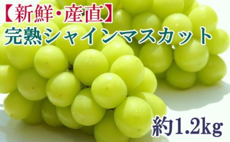 [新鮮・産直]和歌山かつらぎ町産の完熟シャインマスカット約1.2kg [tec923A]