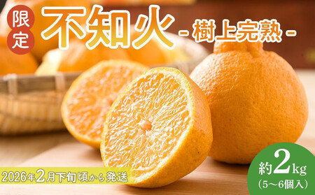 [限定]不知火 樹上完熟 約2kg (5〜6個入)[2026年2月下旬頃から3月下旬頃発送][KG6]