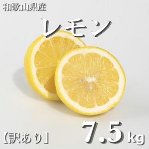 a̎RY  7.5kg  m󂠂n mUS2n