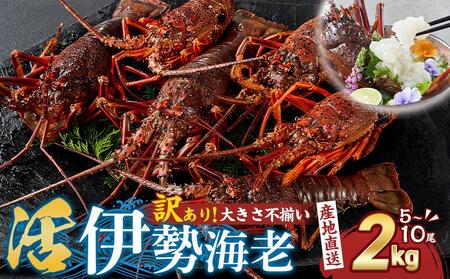 [訳あり]天然 活伊勢海老 約2kg( 5〜10尾 大きさ 不揃い )南紀黒潮イセエビ 年末年始 お正月 お届け可| 期間限定 漁師直送 海鮮 海老 とれたて 人気