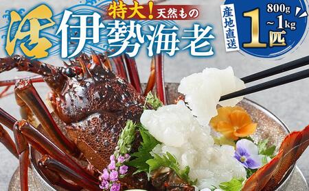 [特大]天然 活伊勢海老 1匹(800g〜1kg)南紀黒潮イセエビ 年末年始 お正月 お届け可 |期間限定 漁師直送 海鮮 海老 とれたて 人気 高級 産地直送