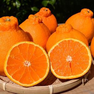 和歌山産 不知火[12玉〜24玉]秀品[US63]