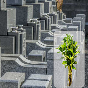 [全12回] お墓掃除定期便+しきみ1対