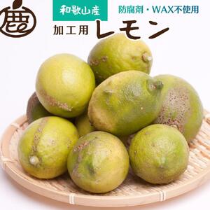 [9月より発送] 加工用 黒潮レモン 3kg+90g(傷み補償分) 和歌山有田産 防腐剤・WAX不使用 安心の国産レモン わけあり 訳ありレモン 果汁用[IKE81]