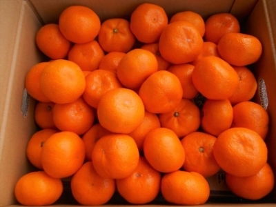 IBLc݂@Gi@10kg@TCY܂ikEMESjꂩ͂mSL43n