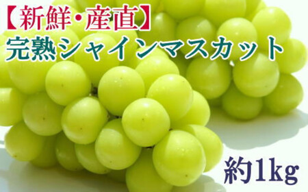 2026年度発送分★[新鮮・産直]和歌山県産完熟シャインマスカット約1kg ★2026年9月上旬頃より順次発送[TM182]