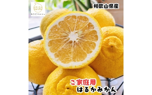 [先行予約][人気柑橘] 有田育ちの はるか みかん(訳あり 家庭用)約5kg+200g(傷み補償分) ※2027年1月下旬〜3月下旬に順次発送 ※着日指定不可[ard156B]