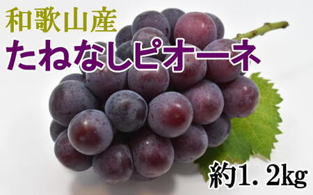 [新鮮・産直]和歌山かつらぎ町産たねなしピオーネ約1.2kg ※2025年8月中旬〜2025年9月下旬頃順次発送[tec951A]