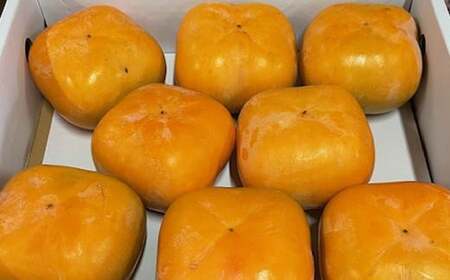 大玉サイズ 平たねなし柿「クイーンパーシモン」約4kg (10玉〜12玉おまかせ)[2026年発送][tec975A]