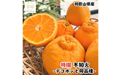 特選 濃厚 不知火 (通称デコポン) 約1kg+200g(傷み補償分) ※2027年1月下旬〜3月下旬に順次発送[ard256]