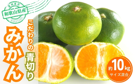[2025年秋頃発送予約分]＼光センサー選別/ [農家直送]こだわりの青切りみかん 約10kg 有機質肥料100% サイズ混合 ※2025年9月下旬より順次発送予定(お届け日指定不可)[nuk108C]