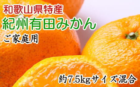 和歌山有田みかん7.5kg ご家庭用 (S〜Lサイズおまかせ ) [2023年11月上旬〜2024年1月下旬頃順次発送][tec884]