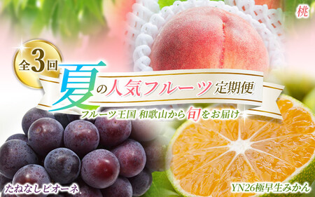 [定期便]夏の人気フルーツ定期便!桃・ピオーネ・極早生みかん(全3回)/ フルーツ 果物 もも モモ ぶどう ブドウ みかん ミカン 柑橘 旬 定期便 [tkb153]
