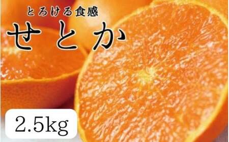 とろける食感 ジューシー柑橘 せとか 約2.5kg みかん 蜜柑 柑橘 オレンジ 果物 フルーツ 国産 和歌山県広川町 ※2025年2月上旬頃〜2月下旬頃に順次発送予定[uot789]