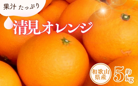 清見オレンジ約5kg/果実サイズおまかせ ※2025年2月中旬〜2025年4月下旬頃に発送予定 紀伊国屋文左衛門本舗[kztb400A]