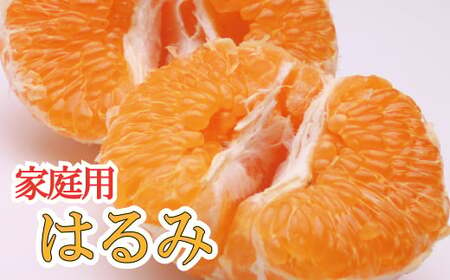 [先行予約]家庭用はるみ1.5kg+45g(傷み補償分)[デコポンの姉妹品種・新食感春みかん][光センサー選別][わけあり・訳あり]※2025年2月上旬〜3月下旬ごろに順次発送[ikd142]