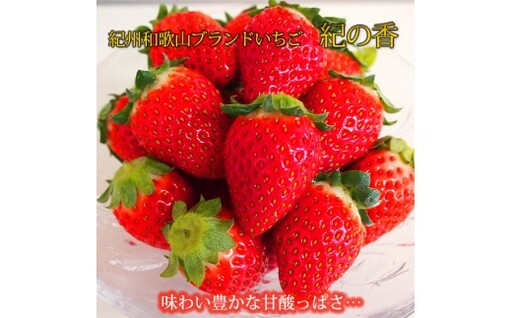 [来シーズン先行予約]紀州和歌山ブランドいちご「紀の香」約250g×4P※2027年1月中旬〜2027年3月中旬頃順次発送(お届け日指定不可)[uot868]