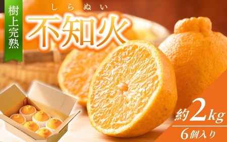 [先行予約][数量わずか]樹上完熟しらぬい(不知火) 約2kg(6個) 秀品 2026年2月下旬〜2026年4月中旬頃に順次発送予定(お届け日指定不可)/ 和歌山 みかん しらぬい 不知火 フルーツ 柑橘 蜜柑 果物 くだもの[kgr005]