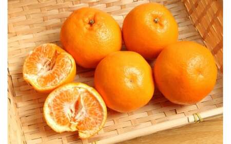 和歌山有田の濃厚はるみ約10kg (S又はMサイズ)※2027年1月下旬〜2月中旬順次発送予定/みかん 蜜柑 フルーツ 果物 [ard204]