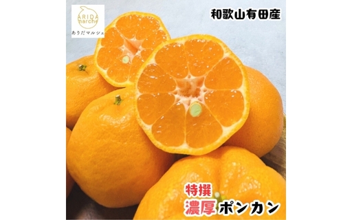 [先行予約]極甘 柑橘 特撰 濃厚 ポンカン 1.5kg+200g(痛み補償分)※2027年1月上旬〜3月上旬に順次発送 ※北海道・沖縄・その他離島地域は発送不可[ard242A]