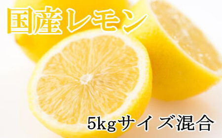 [産直]和歌山産レモン約5kg(サイズ混合)※2026年3月下旬〜2026年5月上旬頃に順次発送[tec505B]