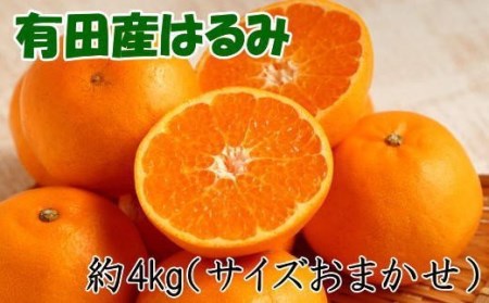 [厳選・濃厚]紀州有田産のはるみ 4kg(2L〜3Lサイズおまかせ)※2026年1月下旬〜2026年2月中旬頃より順次発送(お届け日指定不可)[tec820B]