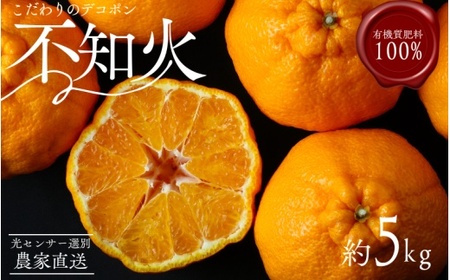 y_ƒz̃fR|sm 5kg  L@엿100%@2026N2{菇\i͂wsjynuk111Cz