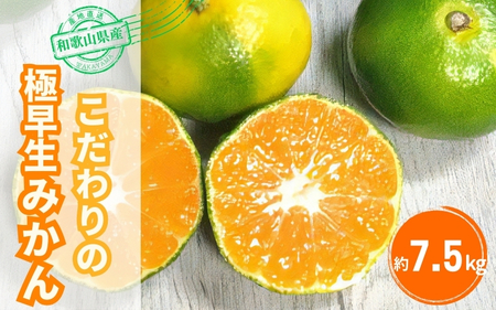 こだわりの極早生みかん 約7.5kg 温州みかん[nuk136D]