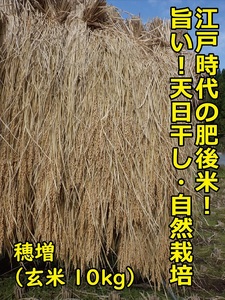 [1434]江戸時代のお米! 穂増(玄米) 10kg 令和6年産