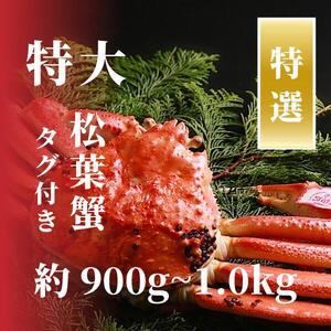 [特選]松葉ガニ 特大サイズ 約900g〜1kg タグ付(茹で)
