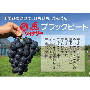 ぶどう ブラックビート 2kg (進物用)