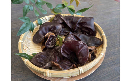 [鳥取県産]生きくらげ 1kg