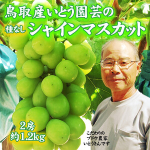 農家直送 鳥取いとう園芸産 シャインマスカット 2房で約1.2kg