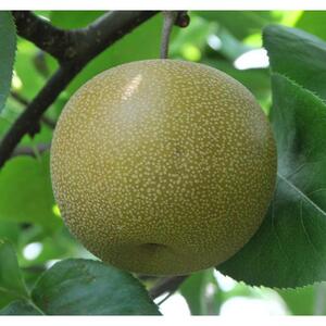 訳あり 秋栄梨 5kg【やぶやフルーツガーデン】