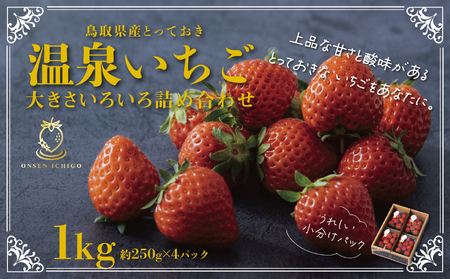[1173]鳥取県産とっておき「温泉いちご」大きさいろいろ詰め合わせ 1キロ