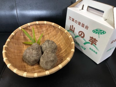 [1168]国府町産 山の芋 2kg