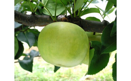 鳥取県産梨「二十世紀梨」5kg