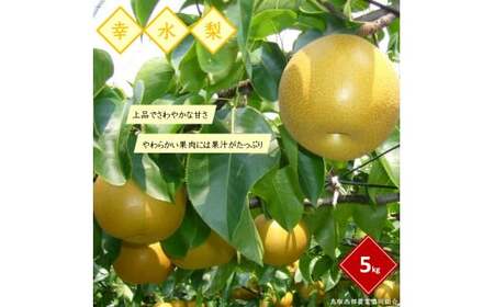 鳥取県産梨「幸水梨」5kg