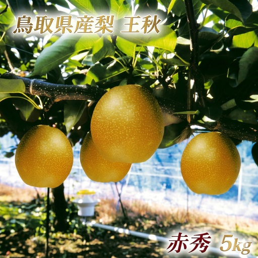鳥取県産 王秋梨 “赤秀"5kg(6〜8玉入)