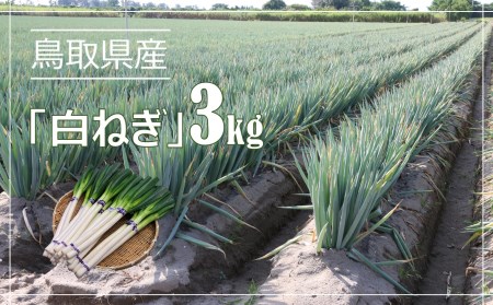 鳥取県産 白ねぎ(3kg)白ネギ