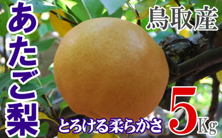 あたご梨 [倉吉産]5kg(JA鳥取中央) 梨 果物 フルーツ