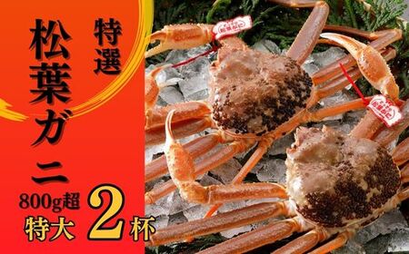特撰 松葉がに [タグ付き] 800g超の大きいサイズ 特大2杯 活物 松葉ガニ 着日指定不可 (11月発送) N8_I