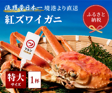 [蟹セレブ]ズワイガニ(紅ズワイガニ)特大1杯(600〜700g×1) 冷蔵 カニ ボイル 紅ズワイガニ 新鮮 ズワイガニ ずわいがに 期間限定 国産 鳥取県 倉吉市