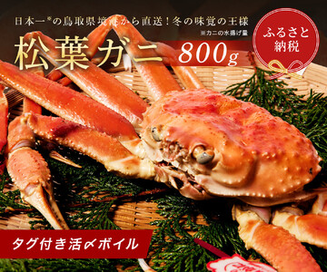 [蟹セレブ]タグ付き活〆ボイル・松葉がに(大・800g前後) 冷蔵 カニ ボイル 松葉ガニ 松葉がに 新鮮 ズワイガニ ずわいがに 期間限定 国産 鳥取県 倉吉市