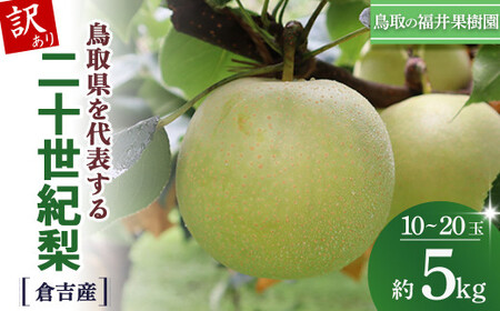 【訳あり】　二十世紀梨 5kg（10～20玉） 倉吉産 福井果樹園 二十世紀梨 20世紀梨 梨 なし ナシ ブランド梨 果物 フルーツ 和梨 数量限定