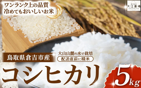 ※11月配送分[令和7産米]倉吉市産 コシヒカリ 5kg ( 大江農場 数量限定 新米 )